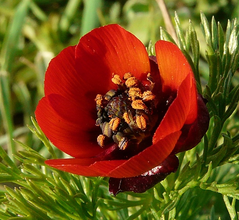 Adonis annua